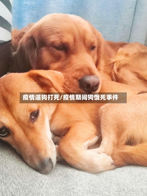 疫情遛狗打死/疫情期间狗饿死事件