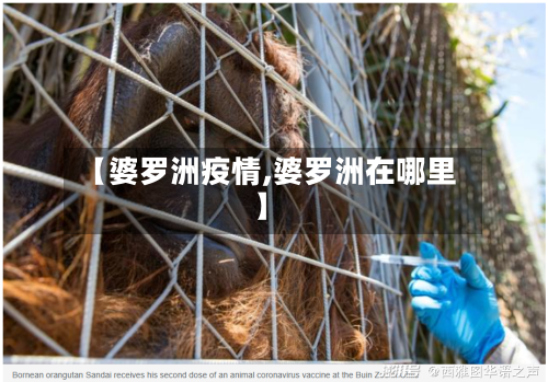 【婆罗洲疫情,婆罗洲在哪里】